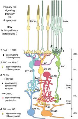 Classification of Mouse Retinal Bipolar Cells: Type-Specific Connectivity with Special Reference to Rod-Driven AII Amacrine Pathways